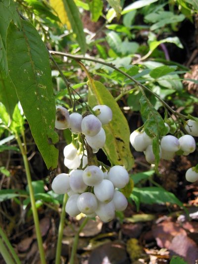 Cestrum guatemalense, photographed by Neptalí Ramírez Marcial