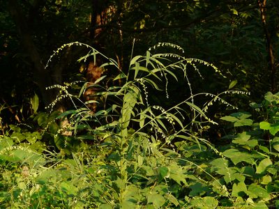 Crotalaria leptostachya, photographed by Dinesh Valke