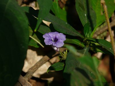 Strobilanthes integrifolia, photographed by Dinesh Valke
