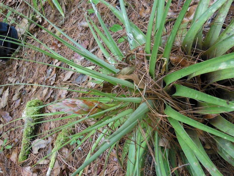 Tillandsia rotundata, photographed by Neptalí Ramírez Marcial