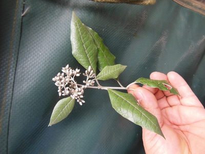Buddleja nitida, photographed by Neptalí Ramírez Marcial