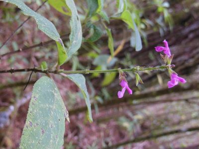 Salvia chiapensis, photographed by Neptalí Ramírez Marcial