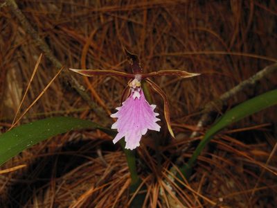 Rhynchostele stellata, photographed by Neptalí Ramírez Marcial