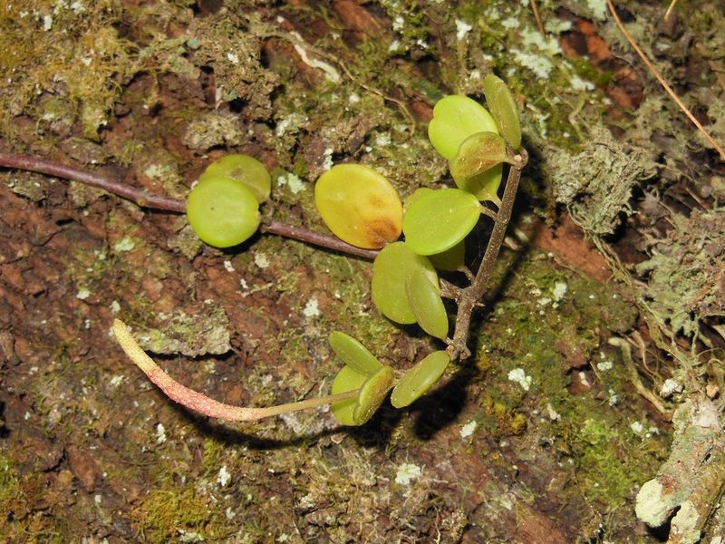 Peperomia berlandieri, photographed by Neptalí Ramírez Marcial