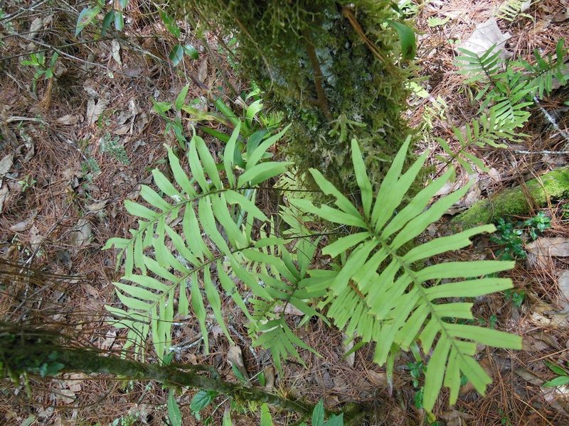 Pleopeltis plebeia, photographed by Neptalí Ramírez Marcial