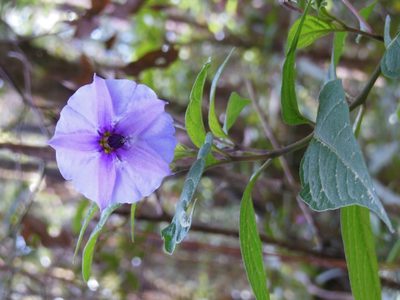 Lycianthes quichensis, photographed by Neptalí Ramírez Marcial