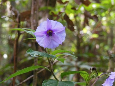 Lycianthes quichensis, photographed by Neptalí Ramírez Marcial