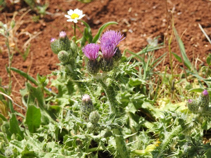 Carduus spachianus, photographed by Aissa Djamel Filali