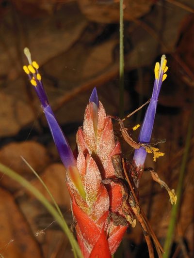 Tillandsia rotundata, photographed by Neptalí Ramírez Marcial