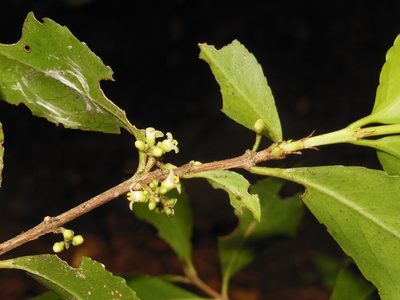 Gyminda tonduzii, photographed by Neptalí Ramírez Marcial