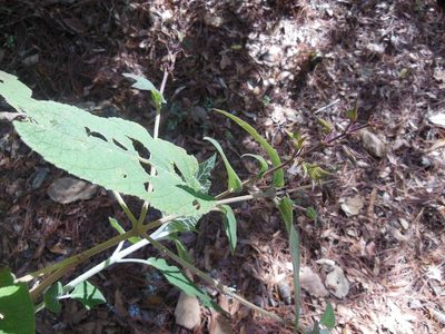 Salvia karwinskii, photographed by Neptalí Ramírez Marcial