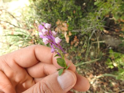 Linaria virgata, photographed by Aissa Djamel Filali