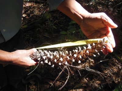 Pinus ayacahuite, photographed by Neptalí Ramírez Marcial