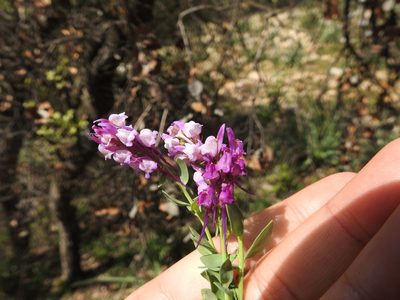 Linaria virgata, photographed by Aissa Djamel Filali