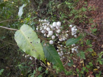 Cestrum guatemalense, photographed by Neptalí Ramírez Marcial
