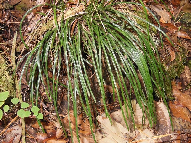 Vittaria graminifolia, photographed by Neptalí Ramírez Marcial