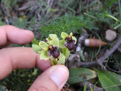 Ophrys bombyliflora, photographed by Aissa Djamel Filali