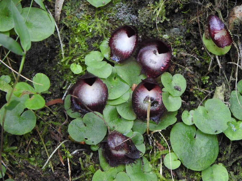 Corybas hispidus, photographed by Greg Tasney
