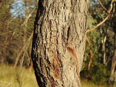 Angophora floribunda, photographed by Greg Tasney