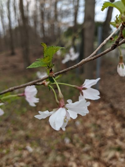 Prunus incisa, photographed by Alan Prather