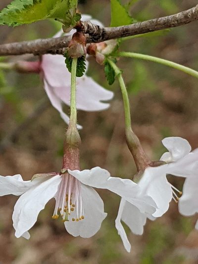 Prunus incisa, photographed by Alan Prather