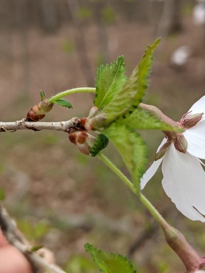 Prunus incisa, photographed by Alan Prather