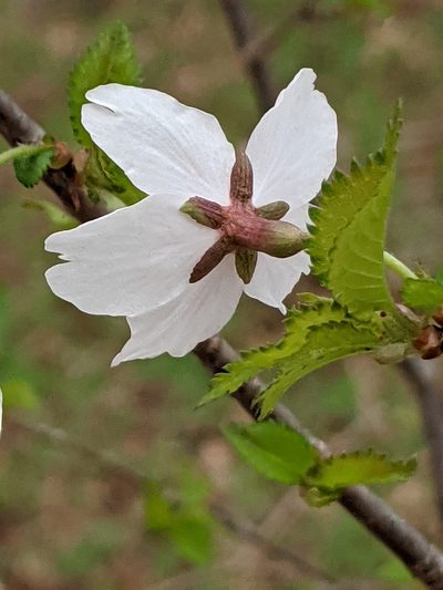 Prunus incisa, photographed by Alan Prather