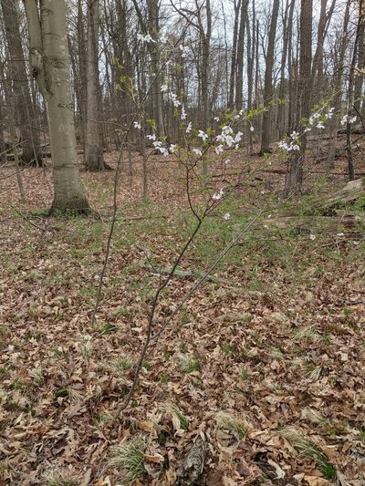 Prunus incisa, photographed by Alan Prather
