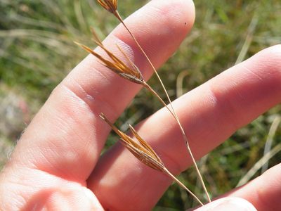 Tristachya leucothrix, photographed by Antoinette Eyssell Knox