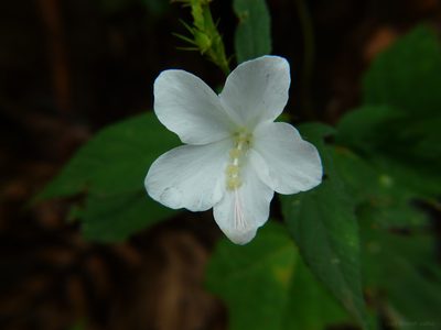 Hibiscus hirtus, photographed by Dinesh Valke
