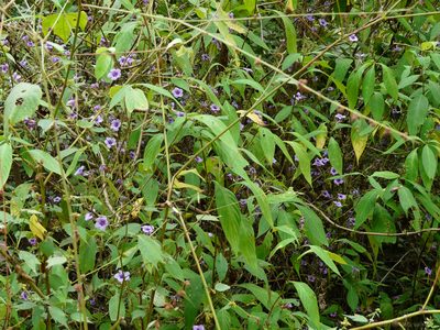Strobilanthes integrifolia, photographed by Dinesh Valke