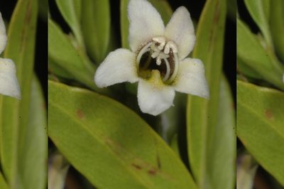 Monttea schickendantzii, photographed by aacocucci
