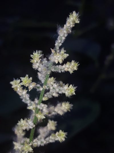 Iresine heterophylla, photographed by Alex Abair