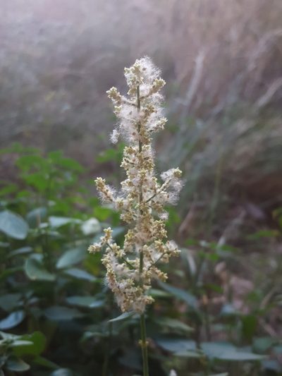 Iresine heterophylla, photographed by Alex Abair