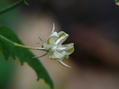 Hibiscus hirtus, photographed by Dinesh Valke