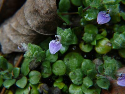 Hygrophila serpyllum, photographed by Dinesh Valke