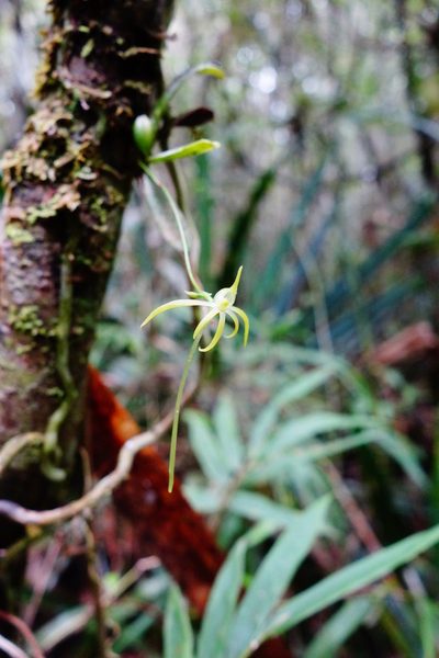Angraecum rhynchoglossum, photographed by Thibaud Aronson