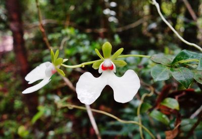 Oeonia rosea, photographed by Thibaud Aronson
