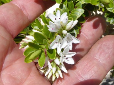 Veronica canterburiensis, photographed by Peter de Lange