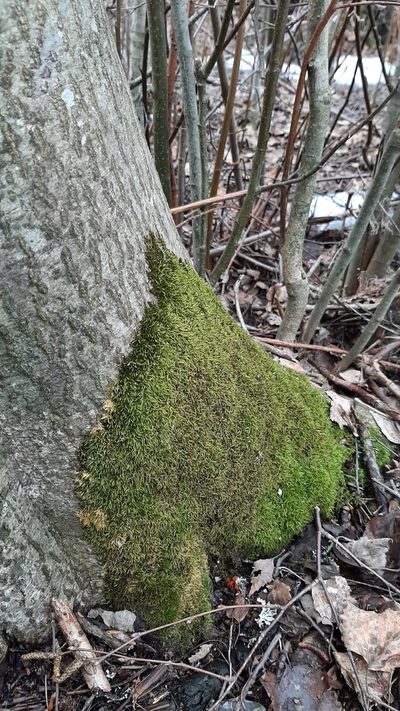 Sciuro-hypnum reflexum, photographed by Tero Linjama