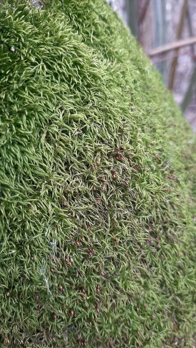 Sciuro-hypnum reflexum, photographed by Tero Linjama