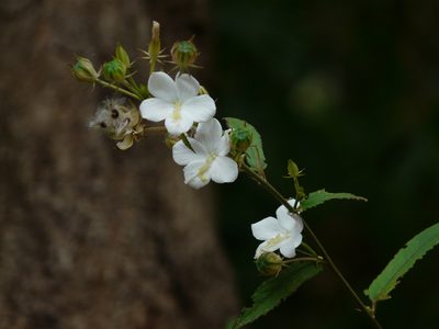 Hibiscus hirtus, photographed by Dinesh Valke