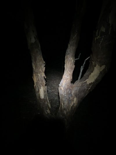 Eucalyptus prava, photographed by Greg Tasney