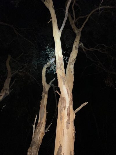 Eucalyptus prava, photographed by Greg Tasney
