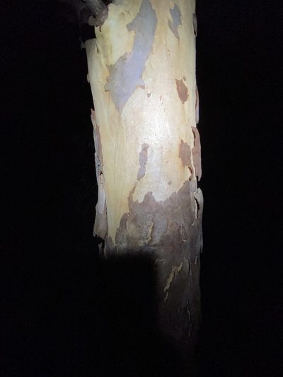 Eucalyptus prava, photographed by Greg Tasney