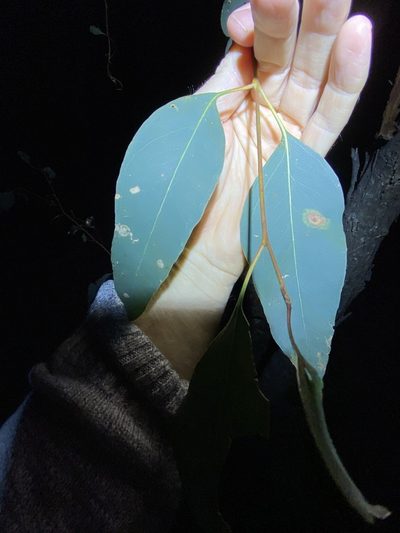 Eucalyptus prava, photographed by Greg Tasney