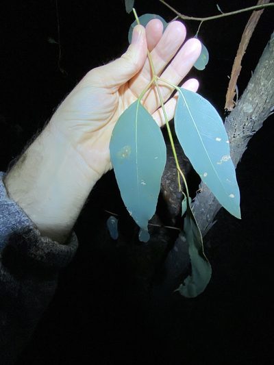 Eucalyptus prava, photographed by Greg Tasney