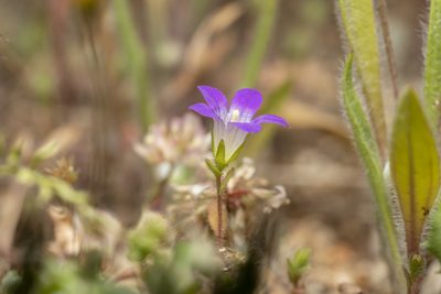Campanula rhodensis, photographed by Eleftherios Katsillis