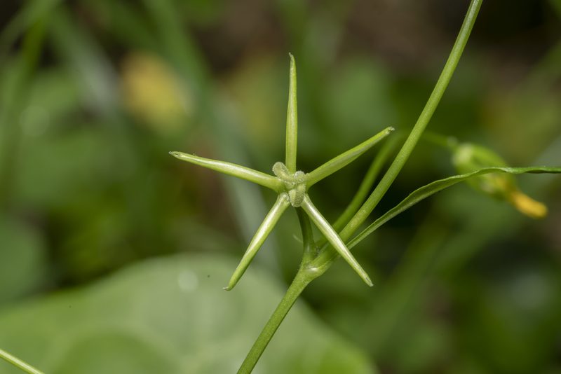 Rhagadiolus edulis, photographed by Eleftherios Katsillis