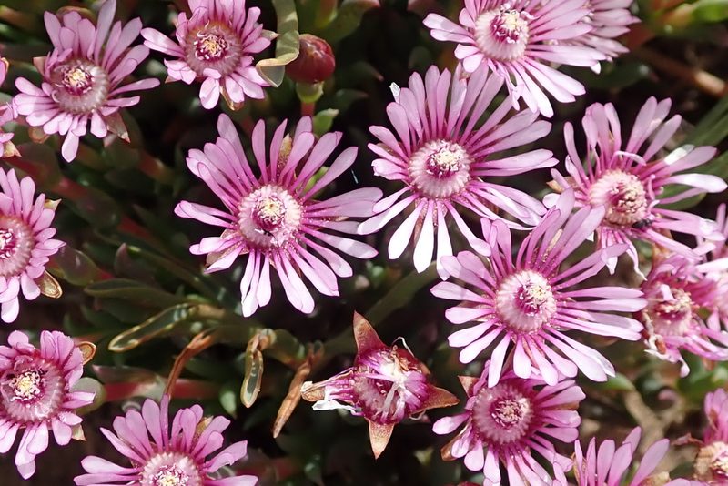 Phiambolia gydouwensis, photographed by Peter Warren